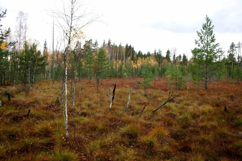 елань кладовая солнца