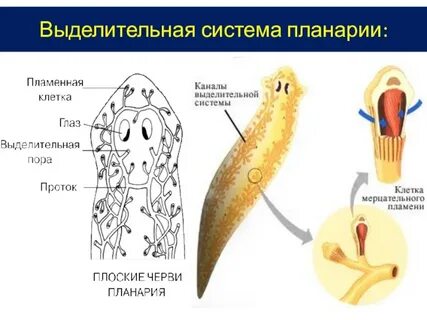 Органы выделения протонефридии