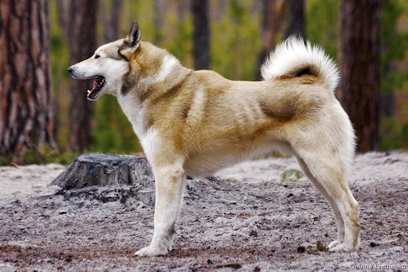 Египетский производитель хрустальных люстр. Бесколлекторная сенсорная система hobbywing ezrun 18a + 12t (1:18). Maserati quattroporte concept. 2030 12. 2030 12.