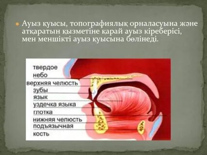 Өте үлкен дилдостар