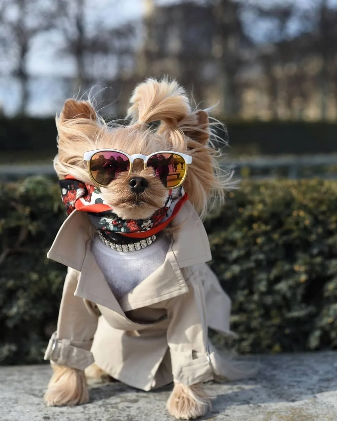 Как животные одеваются. Звери в одежде. Стильная собака. Как животные одеваются. Как животные одеваются.