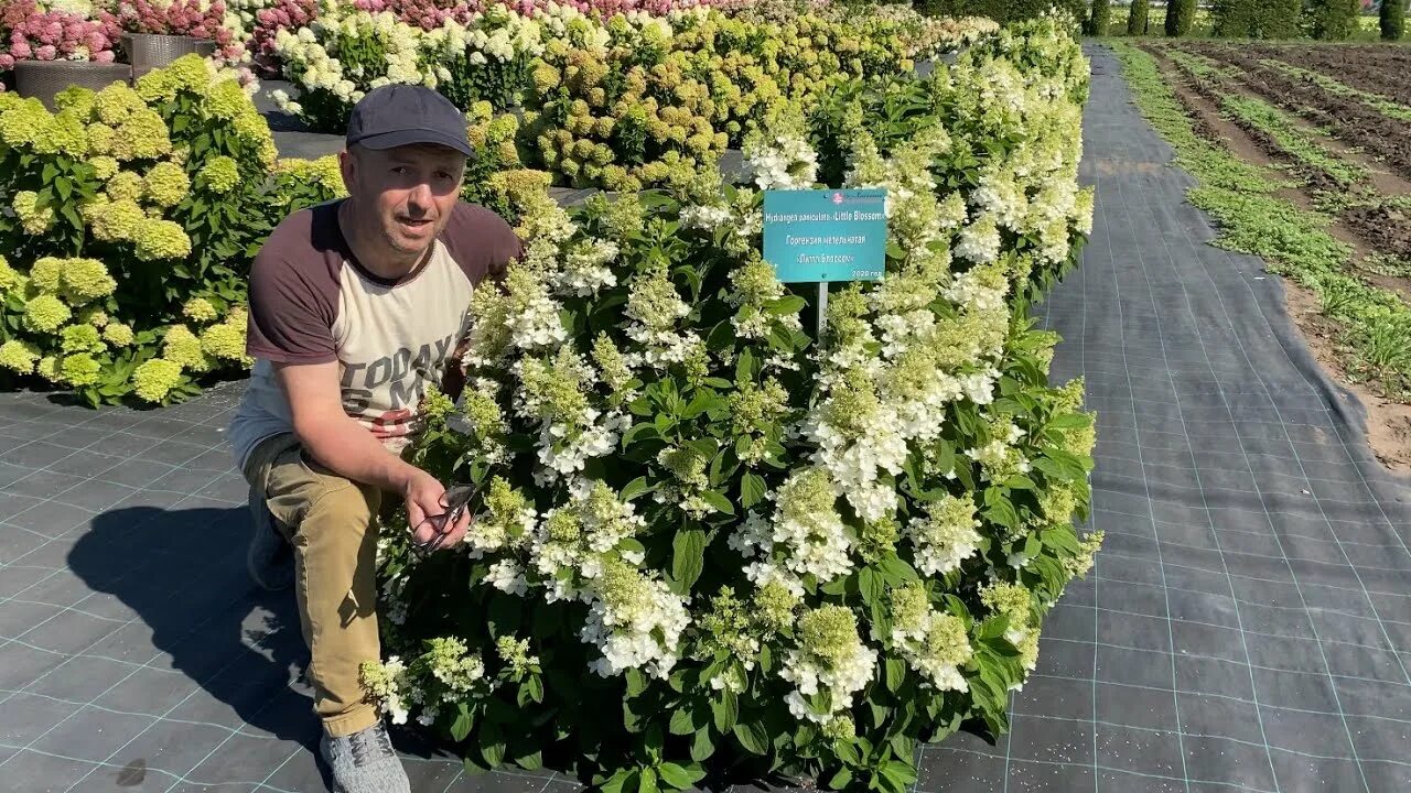 Гортензия метельчатая Литтл Блоссом (Hydrangea paniculata Little Blossom) Р9 - П