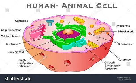 Human cell