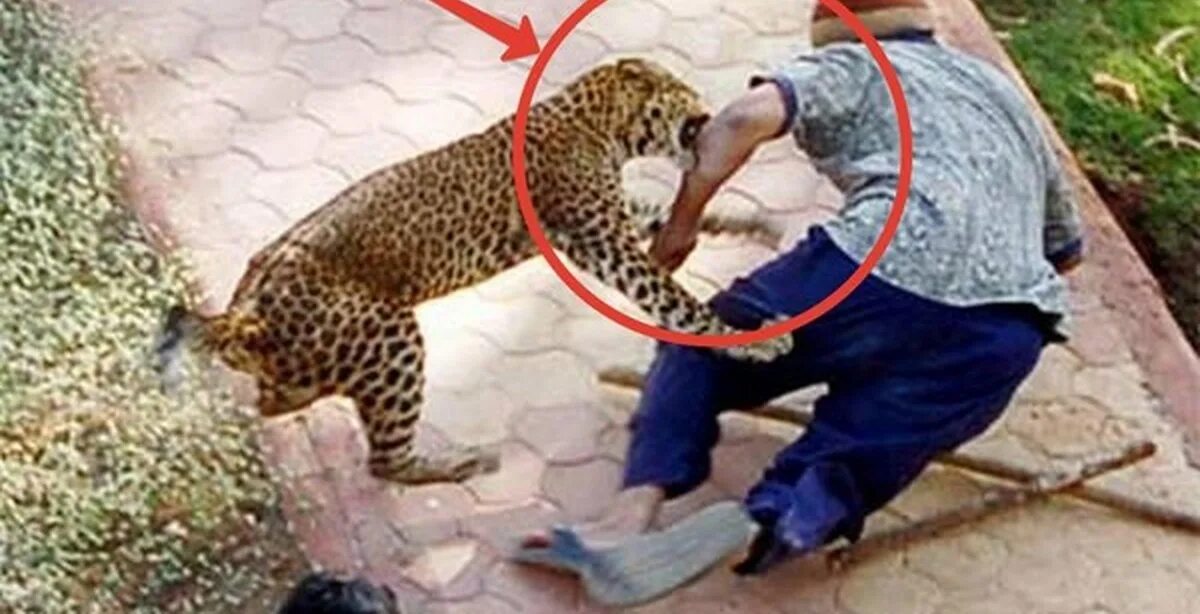 Опасное нападение. Ягуар нападает. Нападающий леопард. Животные нападают на людей. Нападения гепардов на людей.