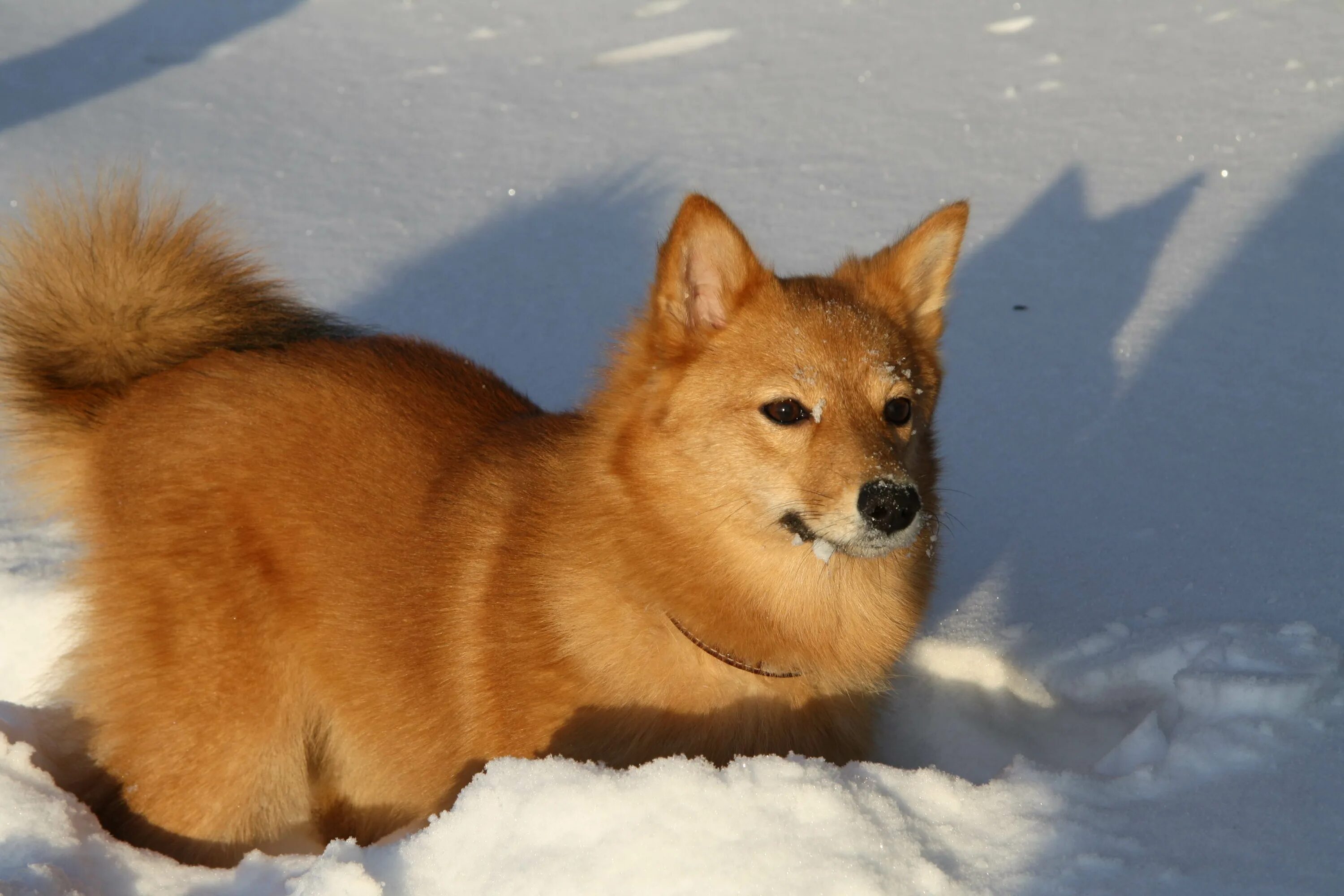 Рыжие собаки похожие на лис. Карело-финская лайка. Карело-финская лайка карликовая. Карело-финская лайка финский шпиц. Еарилрфиеская лайка.