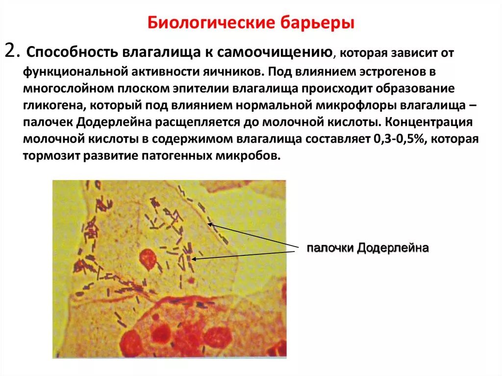 Биологические барьеры для лекарственных средств. Специализированные биологические барьеры. Биологические барьеры. Основные биологические барьеры фармакология. Биологические барьеры организма.