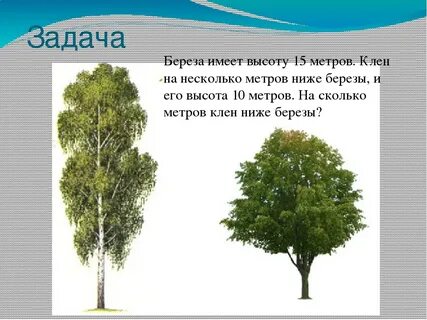 Высота березы 15м
