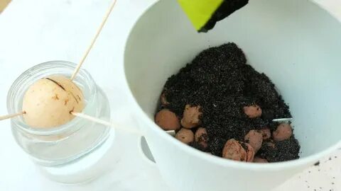 Грунт для авокадо