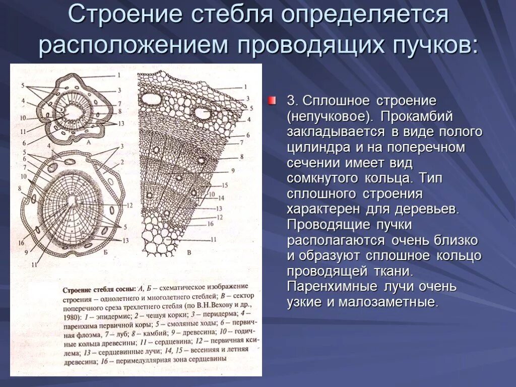 Местоположение проводящий. Строение стебля непучкового типа. Строение стебля пучковый непучковый. Беспучковое строение стебля. Проводящие ткани растений проводящий пучок.