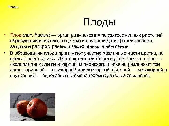 Орган который впоследствии образуется плоды с семенами. Вывод плоды. Заключение плодов вывод. Сухие и сочные плоды вывод.