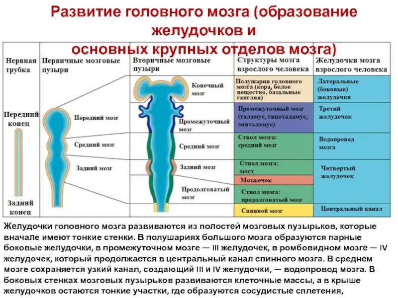 Полости мозга заполнены. Соответствие мозговых пузырей органам чувств. Образование мозговых пузырей. Мозговые пузыри головного мозга. Стадии мозговых пузырей.