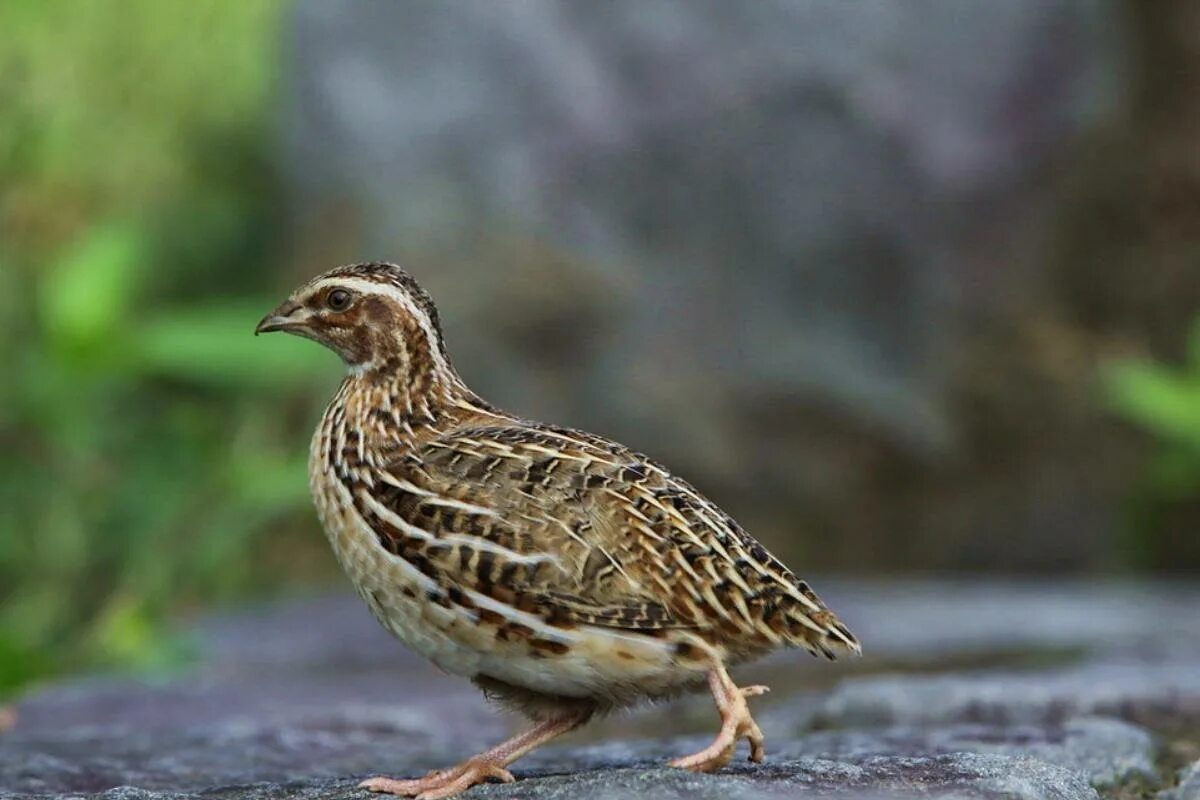 Перепел обыкновенный coturnix coturnix. Перепелка дикая. Перепелка птица. Птичка перепелка. Перепелка степная.