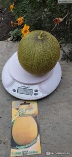 Дыня злато скифов