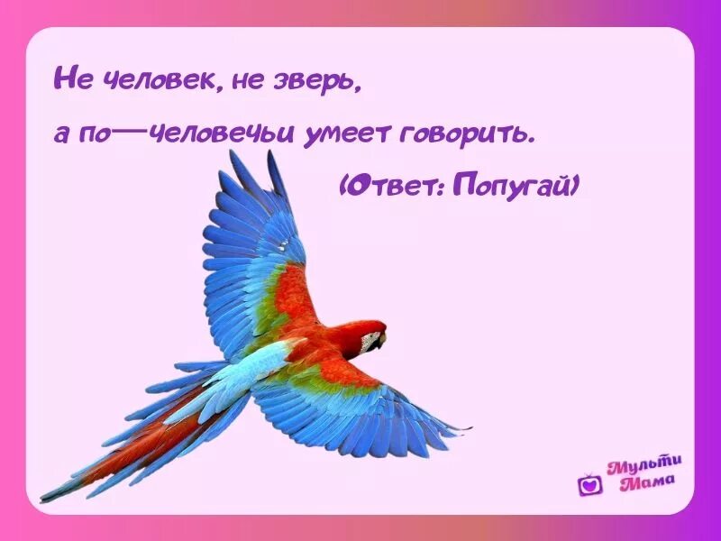 Загадка про попугая. Загадка про попугая для детей. Детские загадки про попугая. Детская загадка про попугая. Попугай попугаю скороговорка