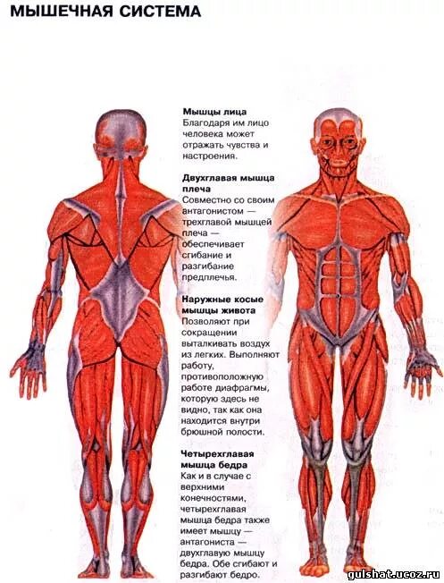 Мышечная система какие органы входят. Строение мышц человека с названиями. Мышечная система человека анатомия. Мышцы человека схема. Мышечнаяная система.