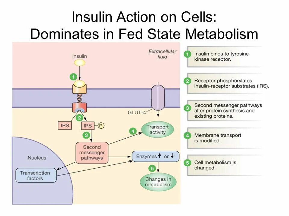 Потенциал действия мюллер. Цитокины цементобластов. Action cell. Паракринное действие цитокинов. Ритуксимаб.