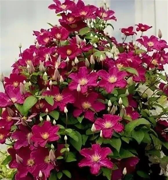 Поиск / Клематис крупноцветковый Монте Казино (С2) темно-пурпурные Clematis Mont