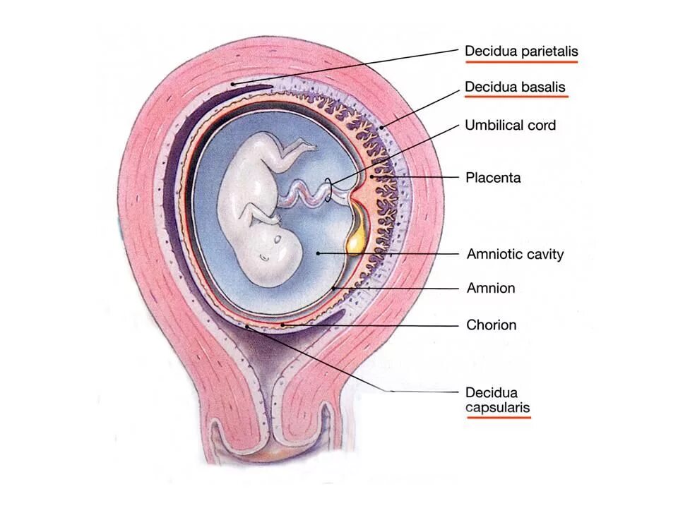 Плацента decidua. Строение плаценты decidua basalis. Децидуа париеталис. Decidua capsularis гистология.