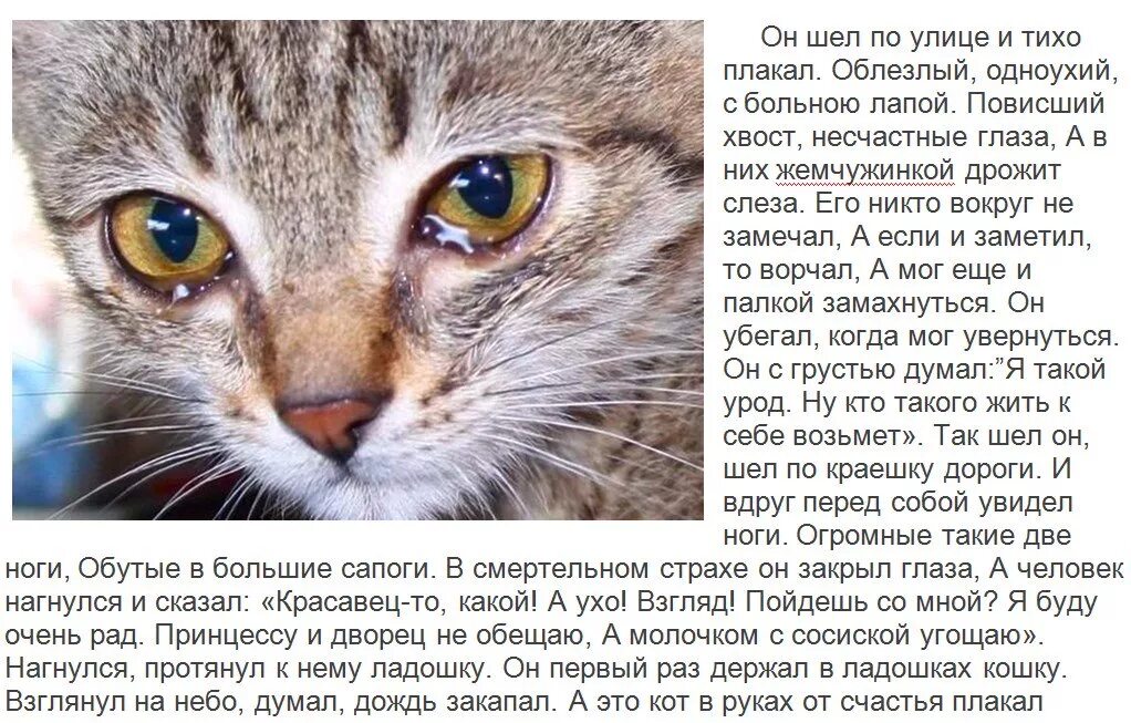 Коты плачут. Грустные истории про котов. Грустные истории про животных. Он шёл по улице и тихо плакал. Плачут ли коты
