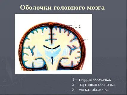 Сосудистая мозговая оболочка