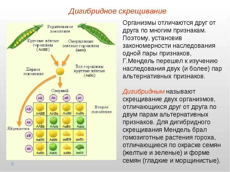 Каковы генотипы гомозиготных родительских форм при моногибридном. Закономерности наследования признаков дигибридное скрещивание. Биология 10 дигибридное скрещивание. Схема дигибридного скрещивания гороха. Дигибридное скрещивание 1:1:1:1.