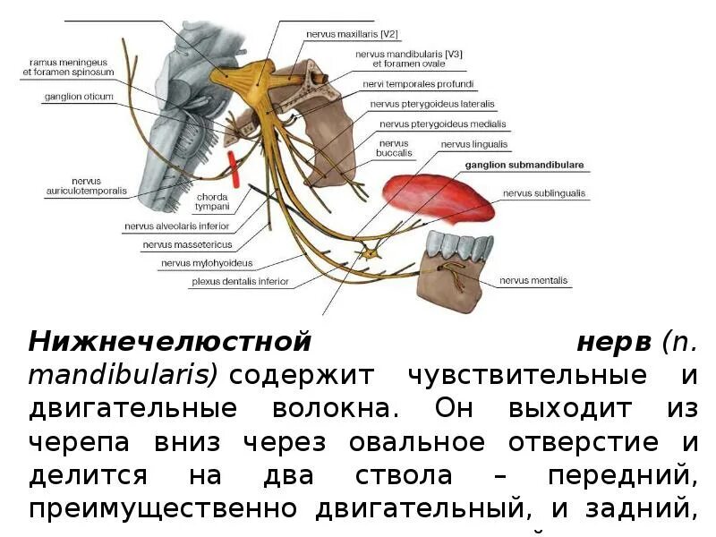 Иннервация верхней и нижней челюсти схема. Иннервация нижней челюсти анатомия. Ушно-височный нерв иннервация. Иннервация nervus mandibularis.