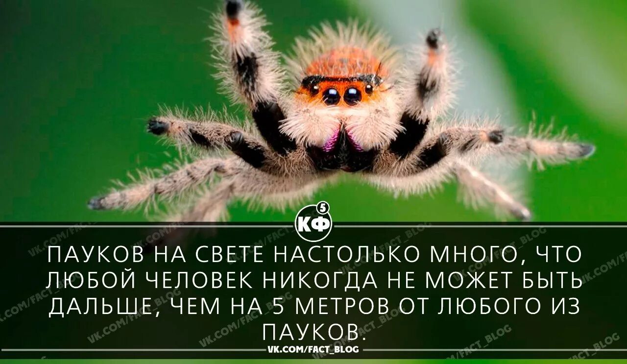 Часто и у многих это. Высказывания про пауков. Паук афоризмы. Паучок юмор. Афоризмы про пауков смешные.