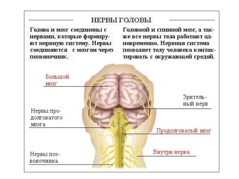 Мозг затылок. Нервная система головы человека. Нервная система головы человека схема. Нервная система человека галава.