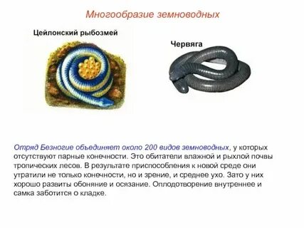 Безногим фото