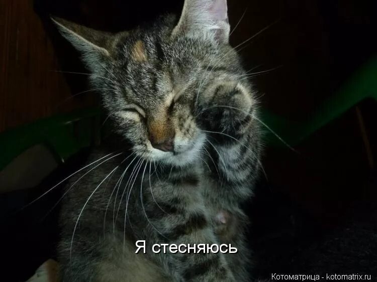 Белочка умывается. Смущенный котик. Дети в очках для зрения. Стеснение. Я стесняюсь картинки.