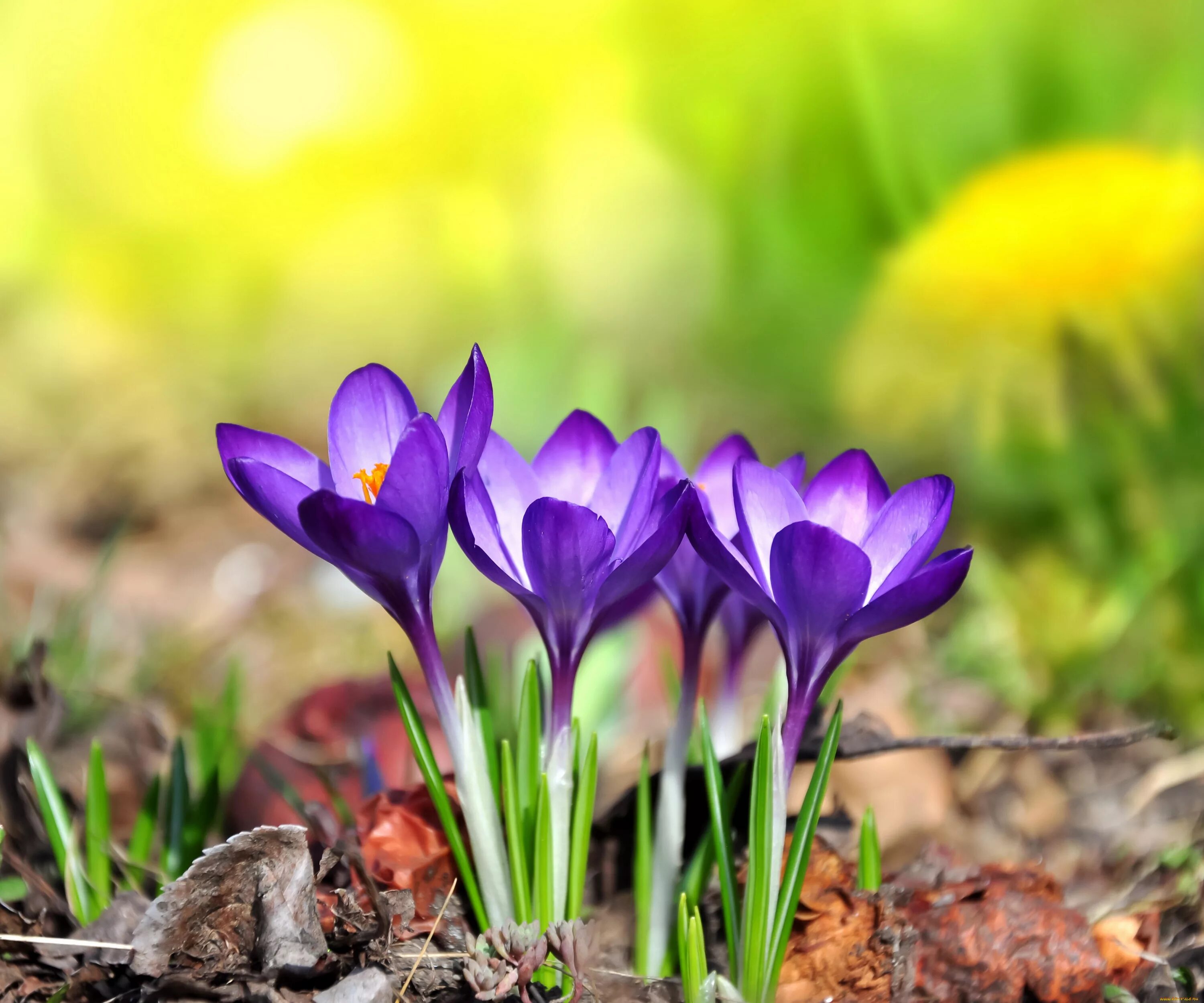 Крокус Шафран весенний. Первоцветы (подснежники, крокусы, гиацинты).. Луковичные крокусы. Пролески, подснежники, крокусы. Весенние цветы в природе