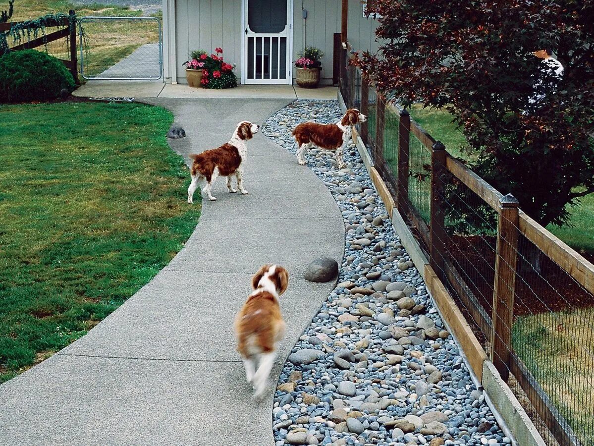 Садик для собак. Собака во дворе. Ограда для собаки на участке. Ограждение для собак на участке. Забор для собак на участке.