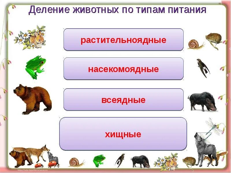 Рабочие листы кто что ест 3 класс