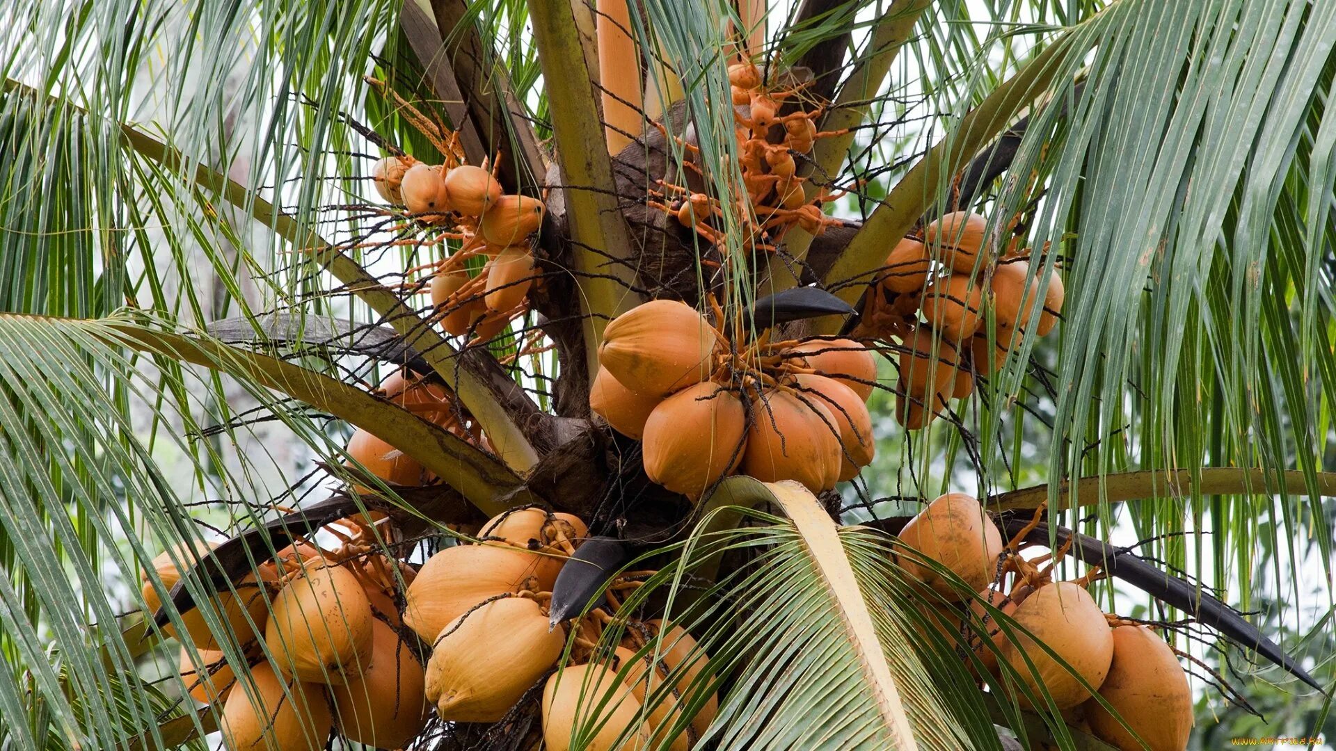 Кокосовая Пальма (Cocos nucifera). Бертамовая Пальма. Кокосы на Пальме. Кокосовая Пальма финиковая паль.