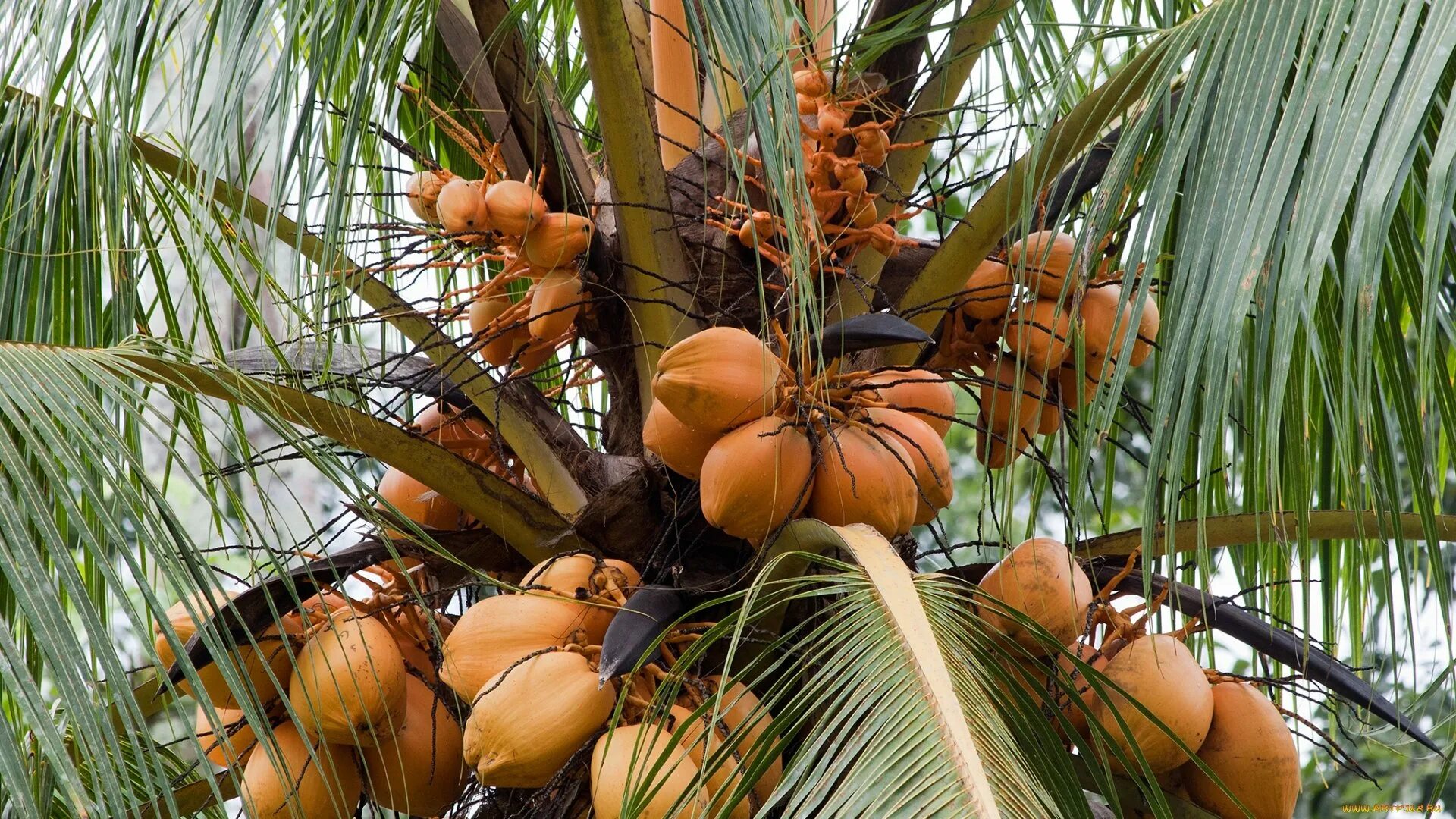 Пальма какой фрукт. Королевский финик пальма. кокосовая пальма (cocos nucifera). бертамовая пальма. кокосы на пальме.