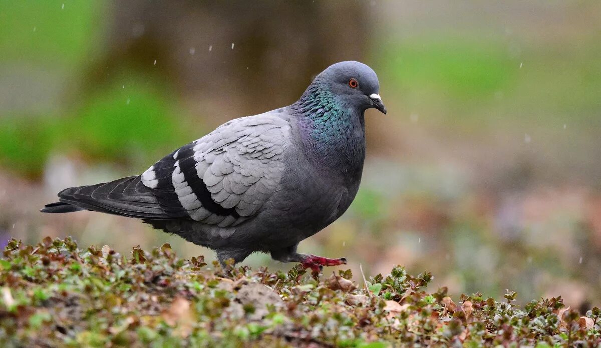 Сизый голубь (Columba Livia). Сизый голубь – Columba Livia GM.. Сизый голубь (Columba Livia). Птицы России. Окрас Сизых голубей.