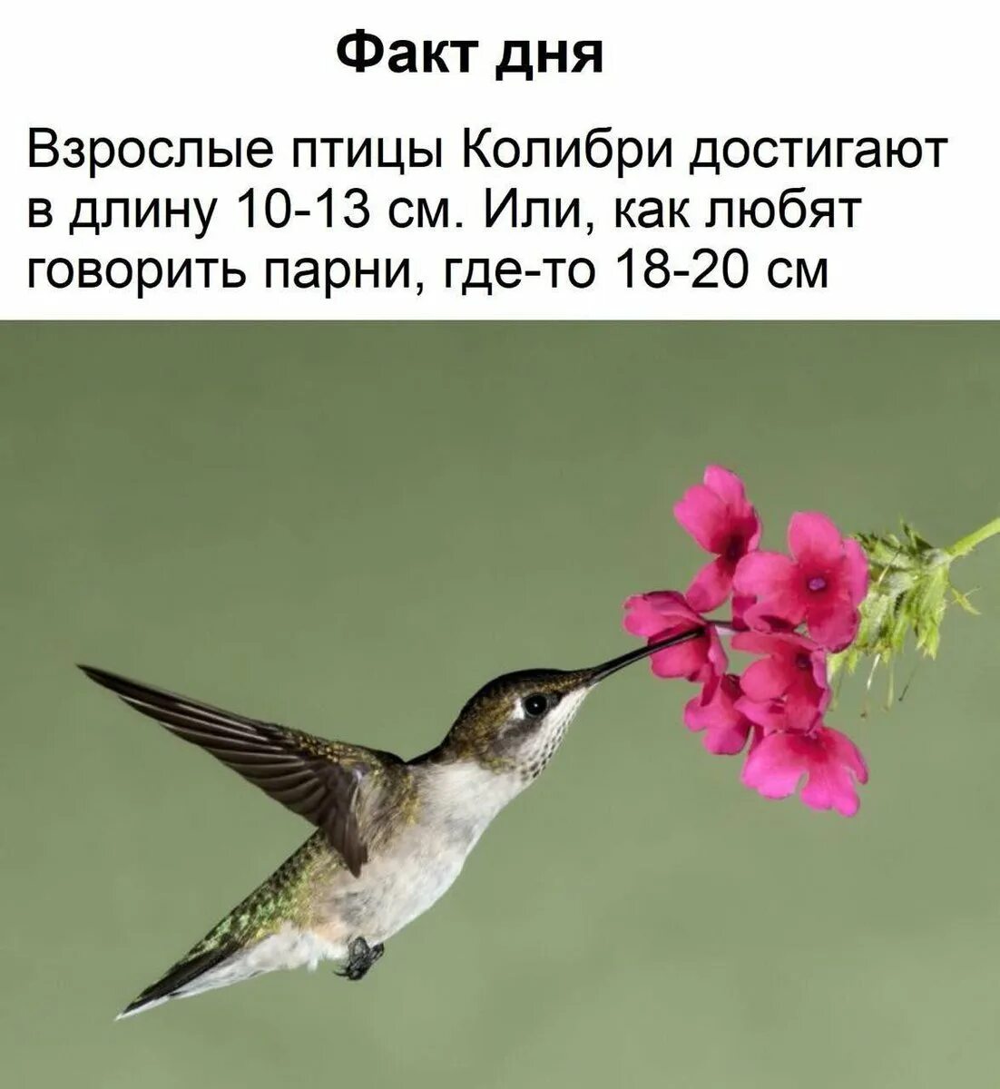 Исправьте ошибку пугливый колибри. Колибри птица. смешная колибри. размер птички колибри. размер колибри птицы в см.