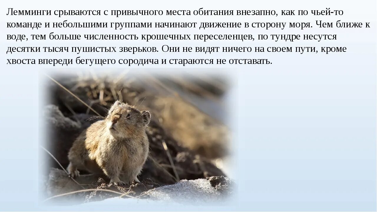 Животный мир тундры лемминг. Лемминг краткая информация. В какой природной зоне обитают лемминги. Лемминг где обитает в какой природной зоне. Лемминг природная зона.