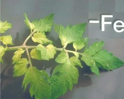 Рассада помидор желтеют макушки