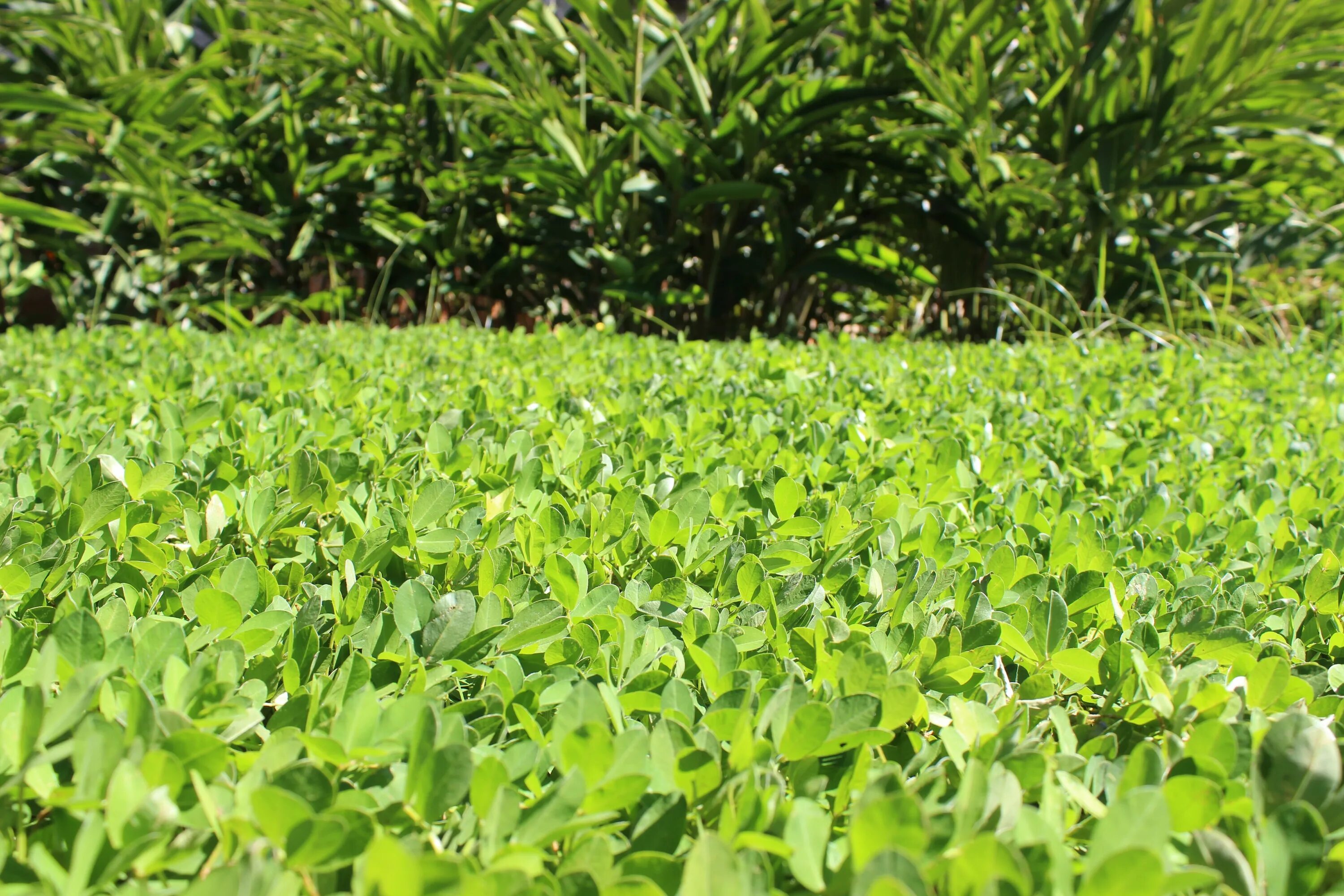 Салатовая листа саду. Hoja Verde плантация. Зелёные листья садовые. Зеленая трава на полях с длинными зелеными листочками. Wide green