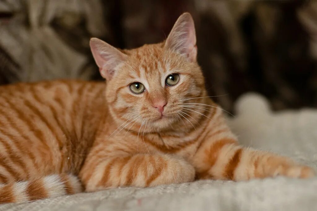 Европейская короткошерстная табби рыжий. Американский кёрл кошка рыжий. Шотландский скоттиш страйт. Европейская короткошерстная кошка рыжая. Американская короткошёрстная кошка рыжая.