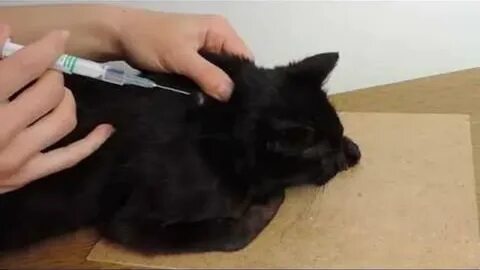 Как делает кошка видео