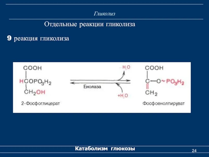 Енолаза гликолиз. 11 Реакций гликолиза. Реакция гликолиза с образованием ПВК. 3 Стадия реакция гликолиза.