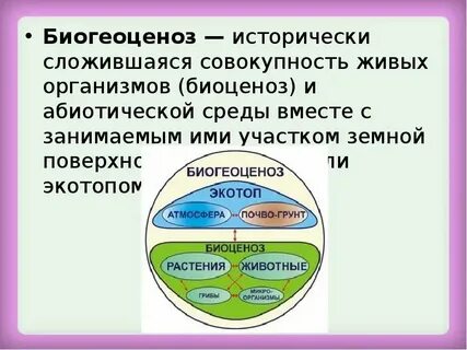 Совокупность всех растительных организмов