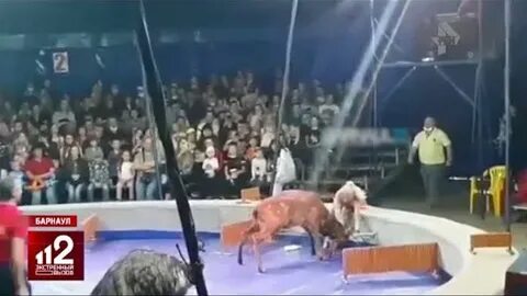 Трагедия в цирке