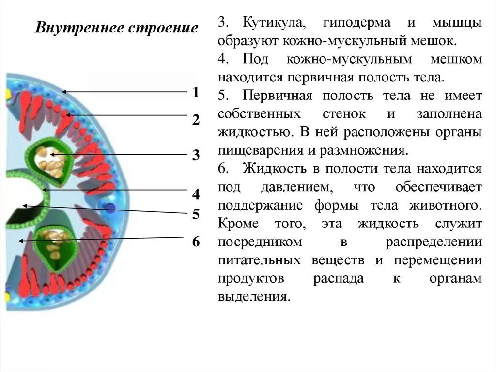 Внутреннее строение аскариды человеческой. Многослойная кутикула на поверхности тела аскариды. Поперечный срез тела самки аскариды. Аскарида поперечный срез строение. Мускульный мешок круглых червей