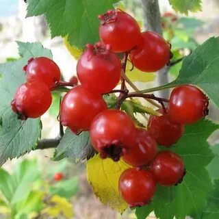 Боярышник скрещенный с шиповником