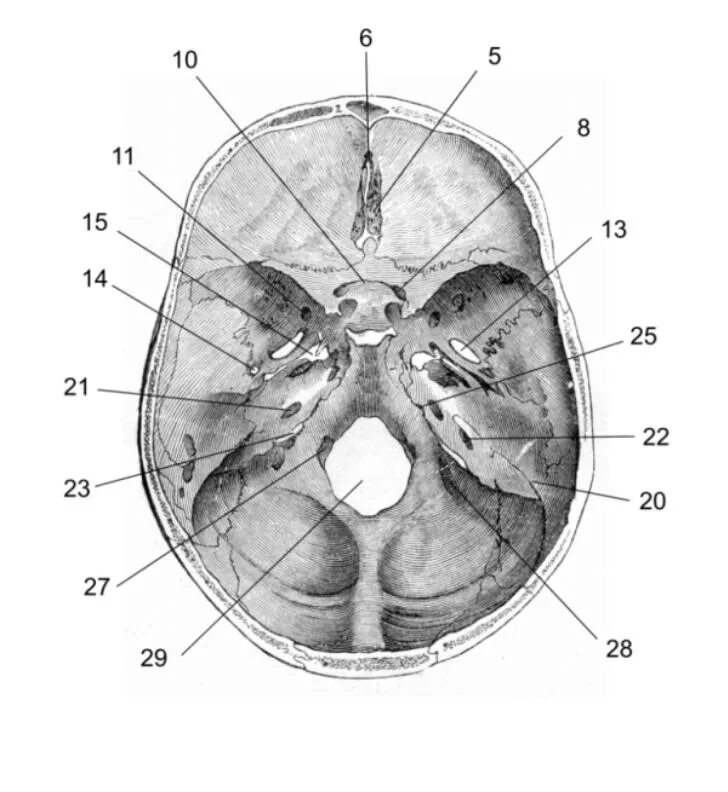 Области основания черепа. Основание черепа анатомия. Внутреннее основание черепа 12 пар черепно. Наружное основание черепа анатомия. Внутреннее основание черепа схема.