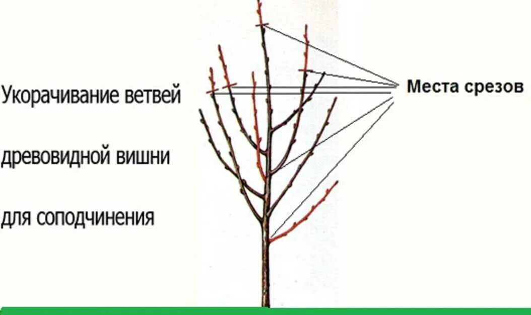 Можно ли обрезать вишню. Обрезка вишни осенью схема. Правильная обрезка вишни осенью схема. Схема подрезки вишни весной. Схема обрезки черешни летом.