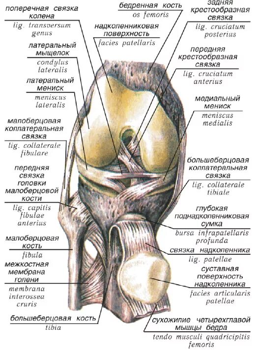 Медиальный бедренный мыщелок. Строение коленного сустава мыщелки. Коленный сустав строение анатомия связки. Мыщелок коленного сустава большеберцовой кости. Анатомия коленного сустава Синельников.